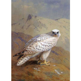 A Greenland, or Gyr Falcon