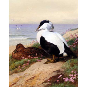 Common Eider Ducks