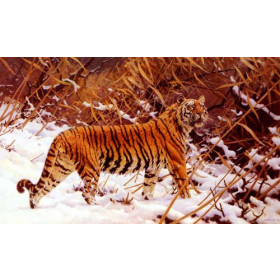 Siberian Tiger In A Winter Landscape