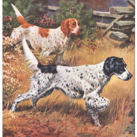 English Setter