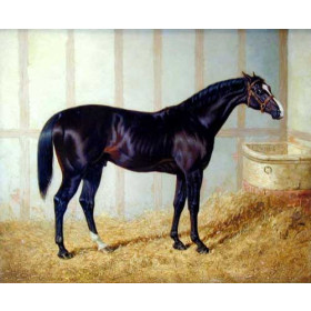 A Black Horse in Stable