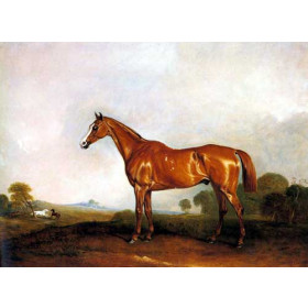 A Horse