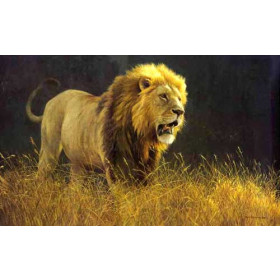 A Lion