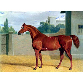 A Red Horse