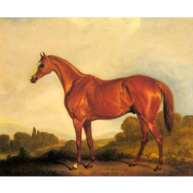 A Red Horse in Landscpe