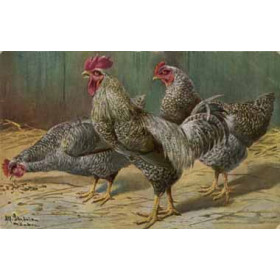 A. Schonian - Black-Speckled Cock and Hens, Probably Silver-Laced Wyandottes