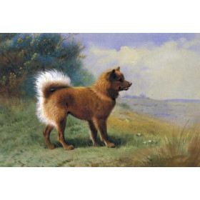 Archibald Thorburn - A Chow Dog