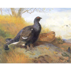 Archibald Thorburn - Black Game on Rocky Outcrop