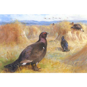 Archibald Thorburn - Black Grouse Among Cornstock