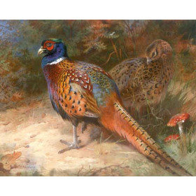 Archibald Thorburn - Cock and Hen Pheasant