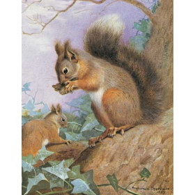 Archibald Thorburn -- Common Squirrel