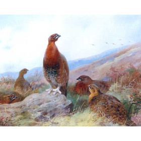 Archibald Thorburn - Covey of Red Rrouse