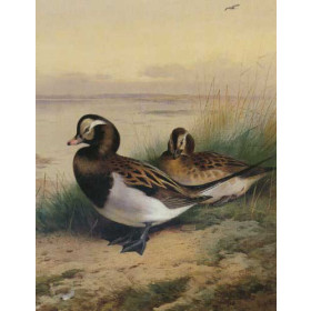 Archibald Thorburn - Old Squaw Duck Summer
