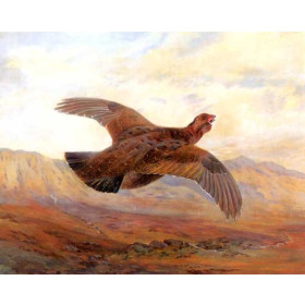 Archibald Thorburn - Red Grouse in Flight