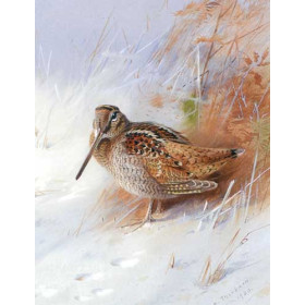 Archibald Thorburn - Woodcock in Winter