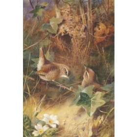 Archibald Thorburn - Wrens