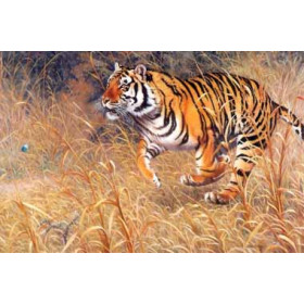 Bengal Tiger