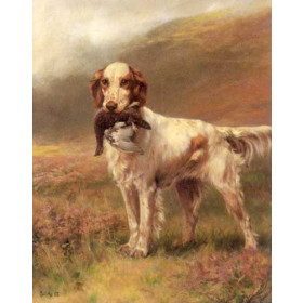 Blinks, Thomas(UK) - English Setter