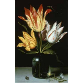 Bosschaert, Ambrosius the Elder - Tulips in a Glass Vase