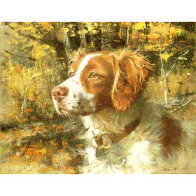 Buck - Brittany Spaniel