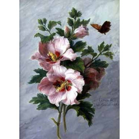 Cornelis Spaendonck - Hibiscus against a Marble Ledge
