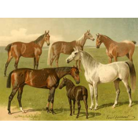 Emil Volkers - Horse Breeds I