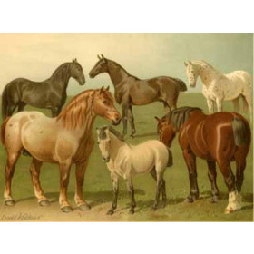 Emil Volkers - Horse Breeds II