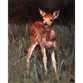 Fawn