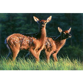 Fawns