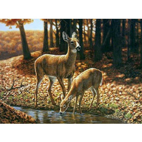 Fawns Drinking Water