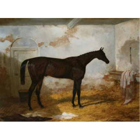 Federico Ballesio - Mr. A.W. Hills Bay Colt Sweetmeat in a Loose Box