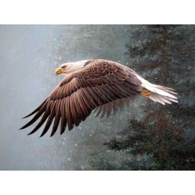 Flying Bald Eagle