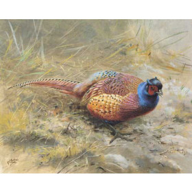 George Edward Lodge - A Tarim Pheasant