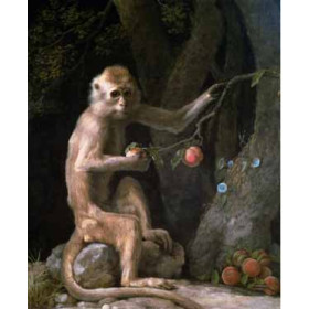 George Stubbs - Portrait of a Monkey