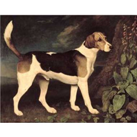 George Stubbs - Ringwood, a Brocklesby Foxhound