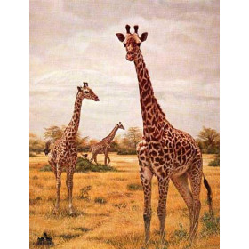 Giraffes