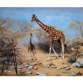 Giraffes