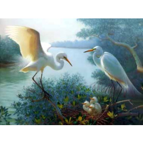 Great Egrets & chicks