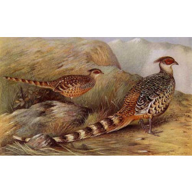 Henrik Gronvold - Cheer Pheasant