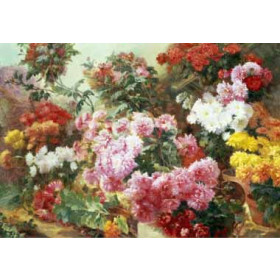 Henry Bonnefoy - Colorful Chrysanthemums