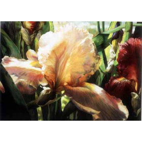 Iris Garden