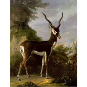 Jean-Baptiste Oudry - Indian Blackbuck