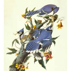 John Audubon - Blue Jay