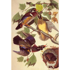 John Audubon - Summer or Wood Ducks