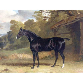 John F. Herring Sr. - Black Tom a Black Hunter Beside a Stable