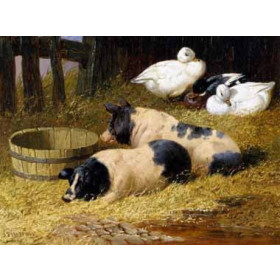 John Herring II - Saddleback Pigs and Ducks in a Farmyard