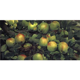 Joseph Decker - Green Apples