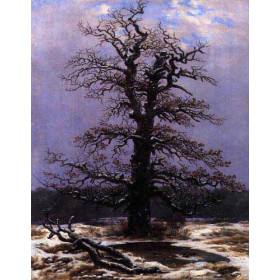 Oak in the Snow