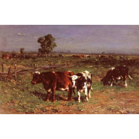 Cattle Grazing