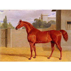 "Comus" A Chestnut Racehorse in a Stable Yard